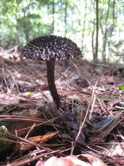 Strobilomyces strobilaceus image