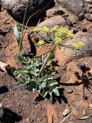 Lomatium lucidum