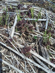 Urtica platyphylla