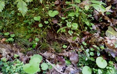 Corybas macranthus