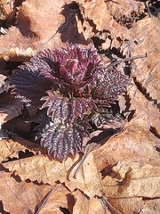 Urtica platyphylla