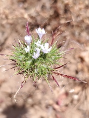 Navarretia tagetina