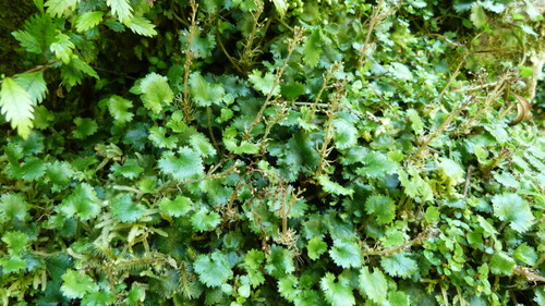 Gunnera monoica (Gunnera monoica)