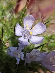Navarretia tagetina