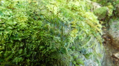 Anthoceros