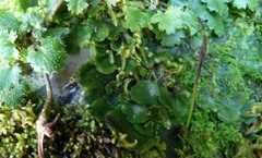 Anthoceros