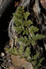 Myriopteris wrightii