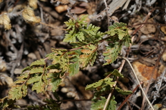 Myriopteris wrightii