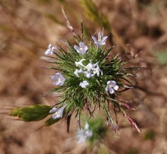 Navarretia tagetina