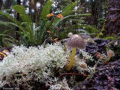 Mycena subviscosa