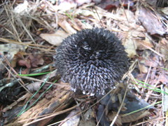 Strobilomyces strobilaceus image