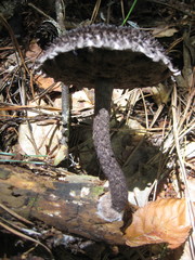 Strobilomyces strobilaceus image