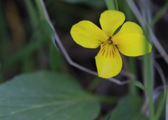 Viola vallicola