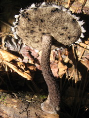 Strobilomyces strobilaceus image