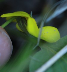 Viola vallicola