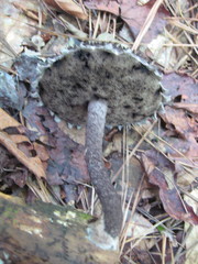 Strobilomyces strobilaceus image