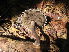 Strobilomyces strobilaceus image