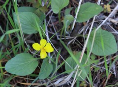 Viola vallicola