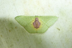 Nemoria astraea