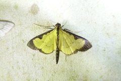 Goniorhynchus hampsoni