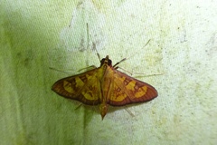 Prenesta scyllalis