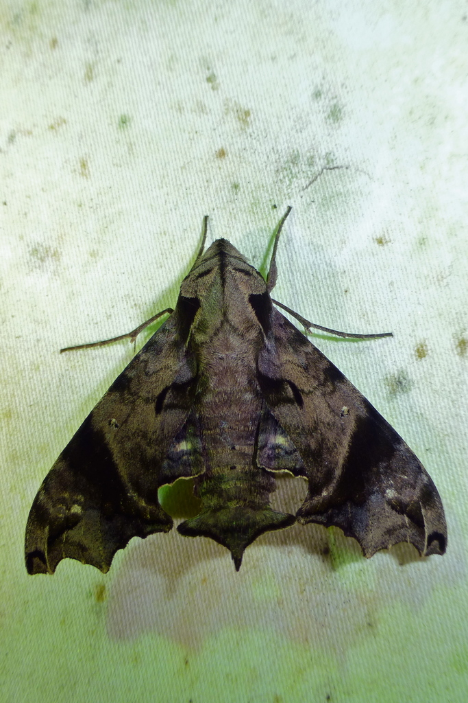 Nyceryx ericea