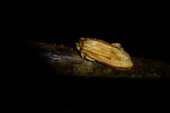 Truncaptera fascis
