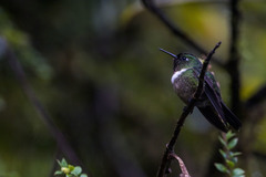Heliangelus amethysticollis