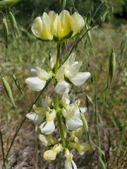 Lupinus densiflorus