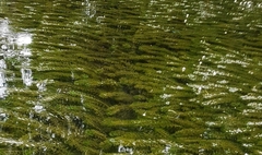 Egeria densa