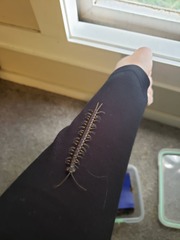 Cormocephalus rubriceps