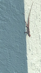 Anolis sagrei