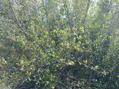 Cercocarpus minutiflorus