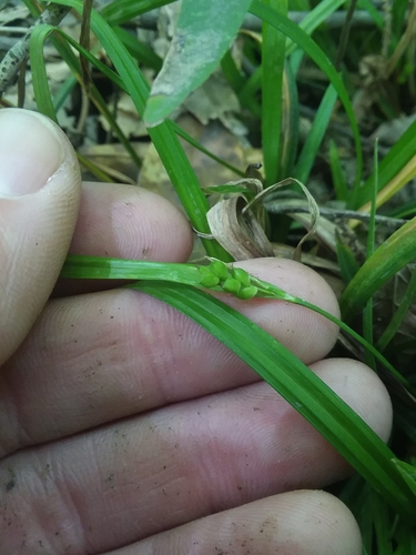Thicket sedge (Carex abscondita)