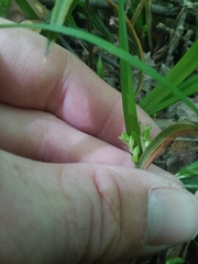 Carex abscondita