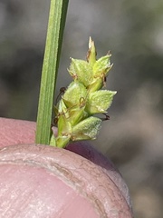 Carex triquetra