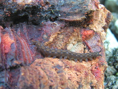 Ooperipatellus