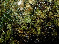 Cryptaranea subcompta