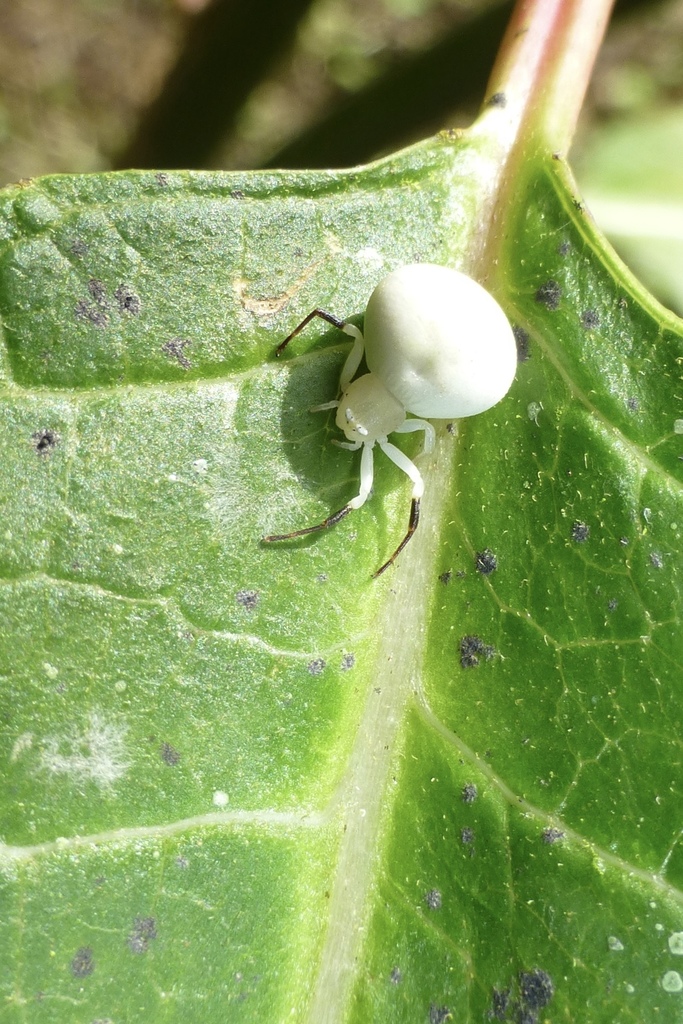 Misumena nigripes