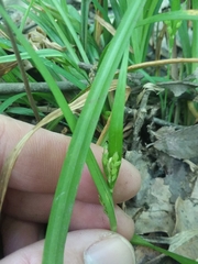 Carex abscondita