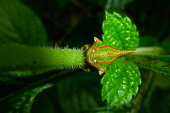 Umbonia spinosa