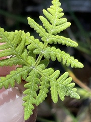 Pentagramma rebmanii