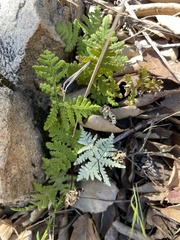 Pentagramma rebmanii