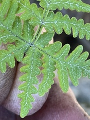 Pentagramma rebmanii