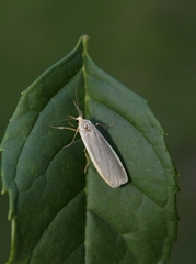 Eilema lurideola