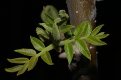 Juglans microcarpa