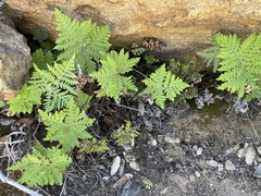 Pentagramma rebmanii