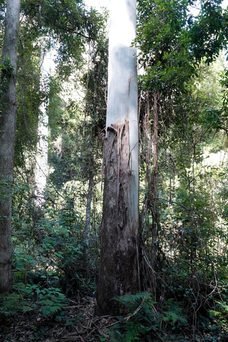 Sydney Blue Gum