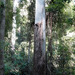 Eucalyptus saligna - Photo (c) Pete Woodall, algunos derechos reservados (CC BY-NC), uploaded by Pete Woodall
