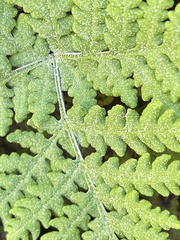 Pentagramma rebmanii